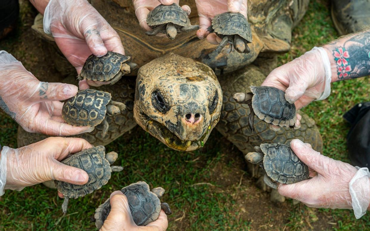 Dirk, the randy geriatric giant tortoise, has left his keepers shell-shocked after fathering eight babies at the grand age of 70 - BNPS