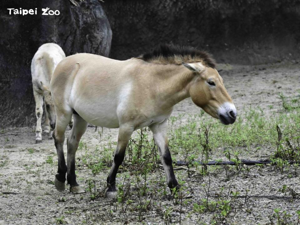 台北市立動物園與台糖公司攜手，在周末於台東舉辦池上野派對Wild Fun。（動物園提供）