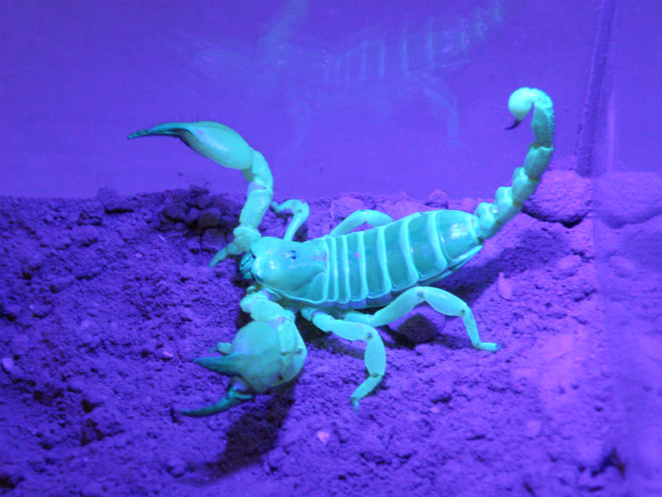 A scorpion, Scorpio palmatus, under ultraviolet light.