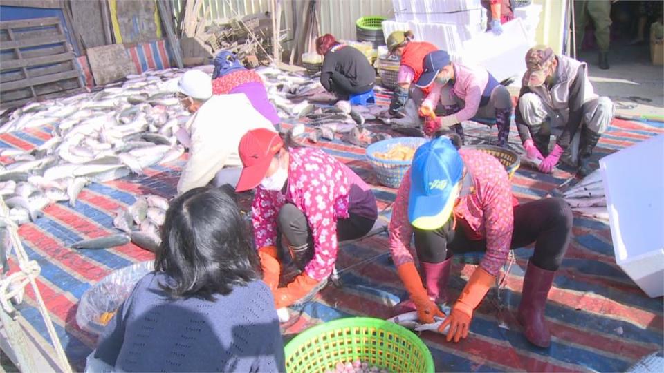 彰化伸港養殖烏魚豐收　老饕搶便宜　飼料調漲　今年烏魚價格恐漲