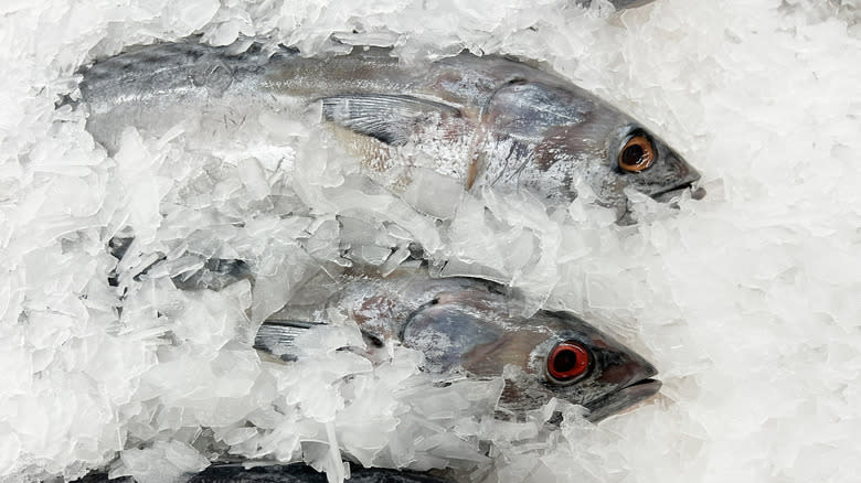 Frozen tuna on ice