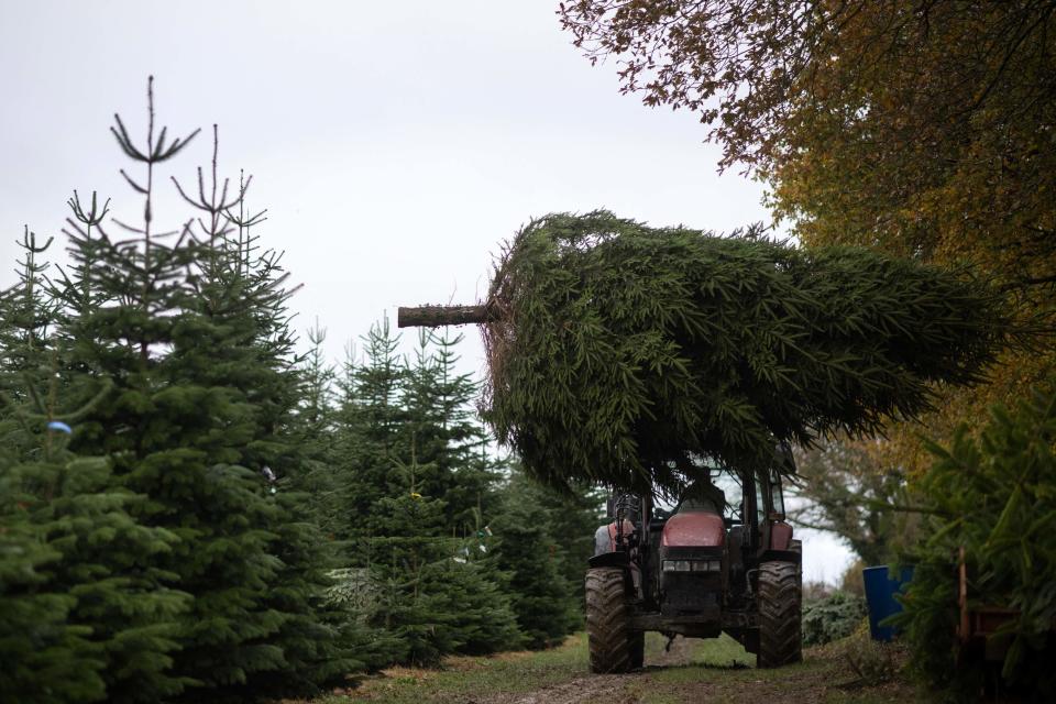 A worker removes a tree during the harvest at Pimms Christmas Tree farm in Matfield, southeast England, on November 29, 2022.