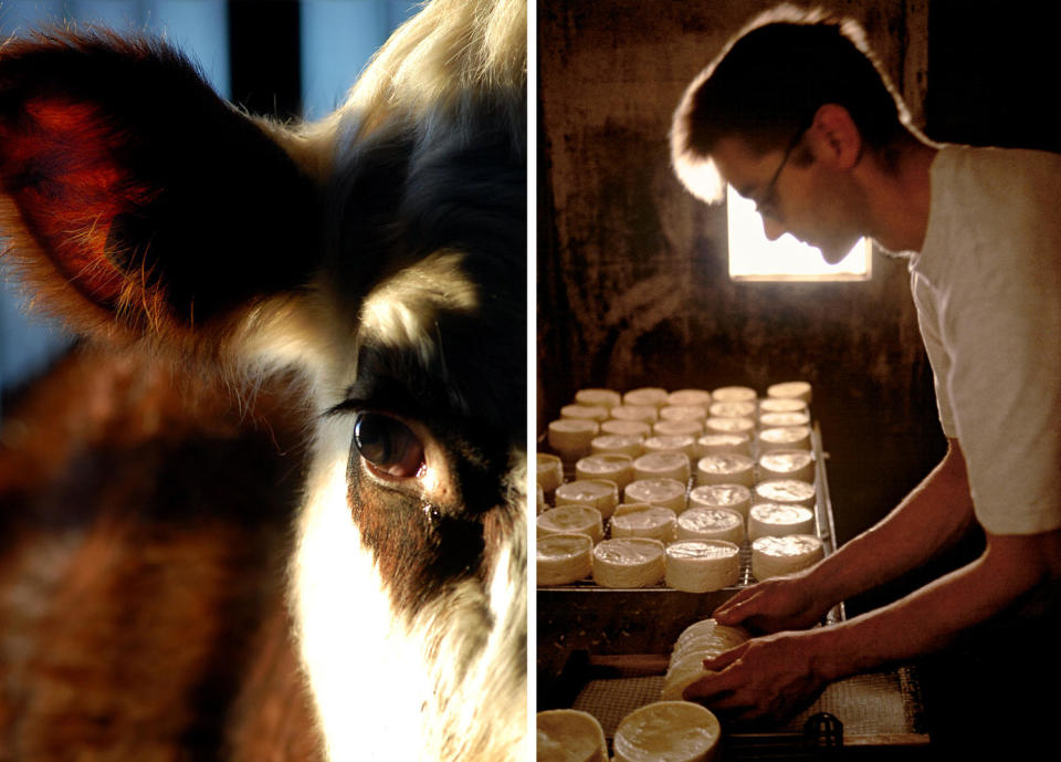 Eine normannische Kuh, die auf einem Bauernhof in der Nähe von Isigny Sainte-Mère Milch für Camembert liefert;  ein Käser in Camembert.  (Alastair Miller; Maurice Rougemont-Datei / Getty Images)