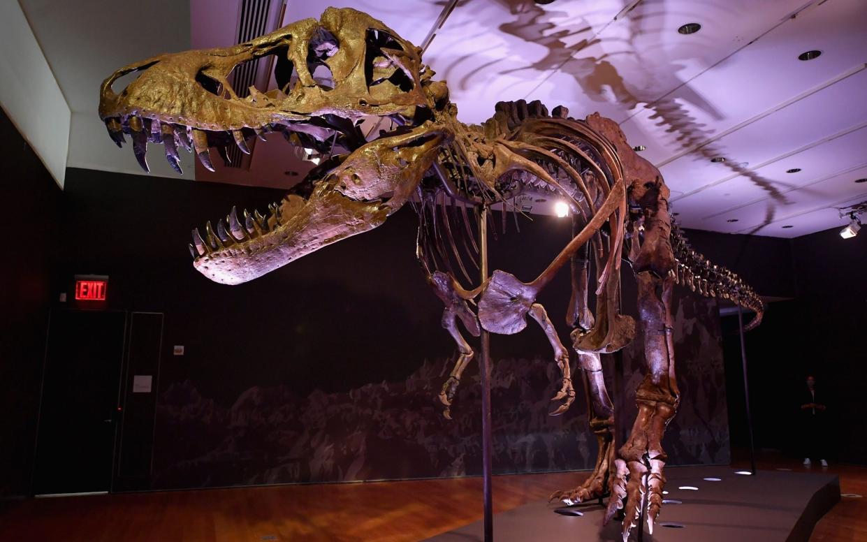 Tyrannosaurus Rex 'Stan' on display at Christie's in 2020 - Angela Weiss/AFP