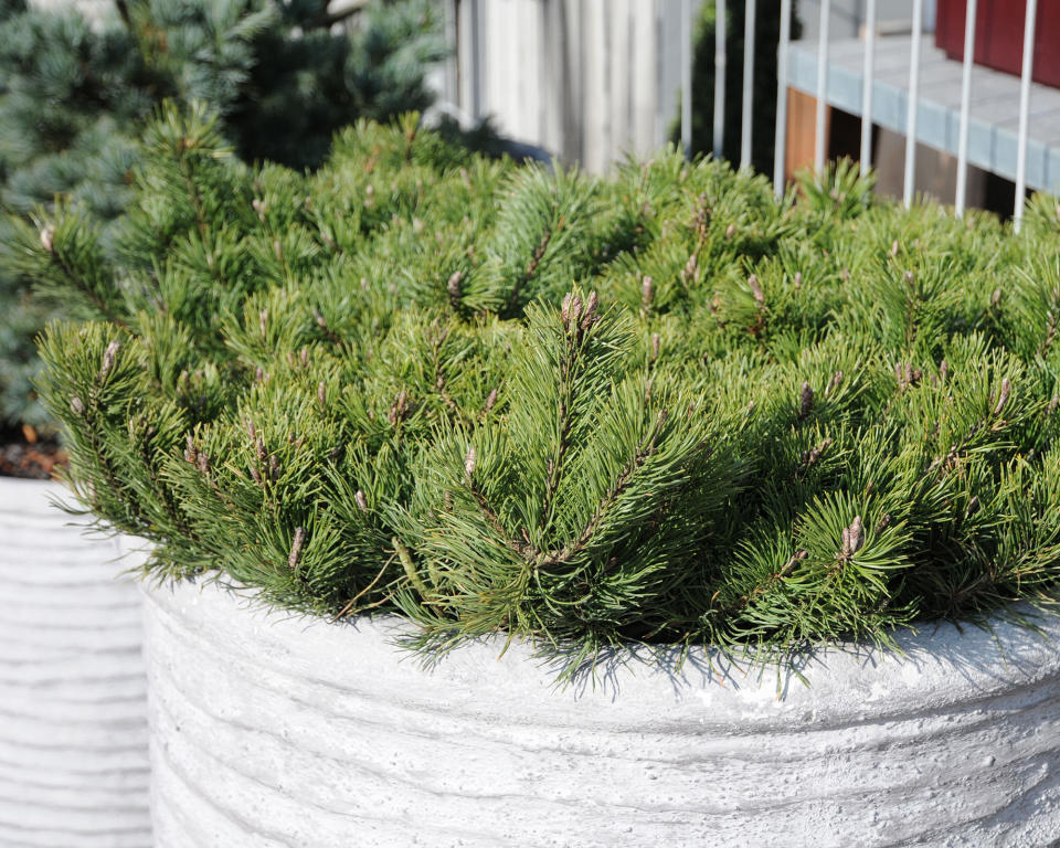 9. Dwarf pines