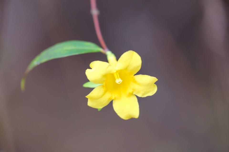 22. Yellow Jessamine - South Carolina