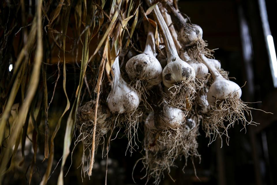 Fresh garlic hangs in one of the barns at Turner Farm, in Indian Hill.