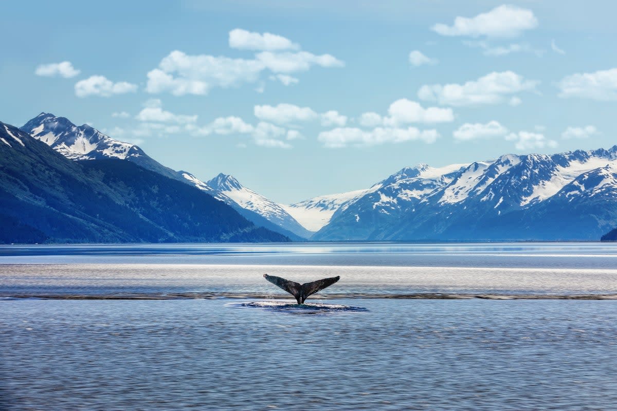 Bears, moose and marine animals including whales live in Alaska’s diverse landscape (Getty Images)