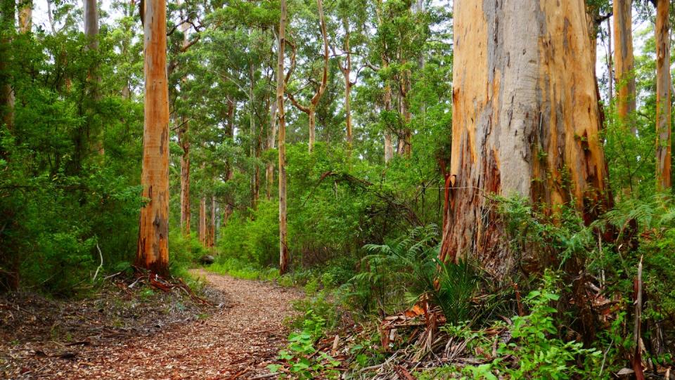 karri forest