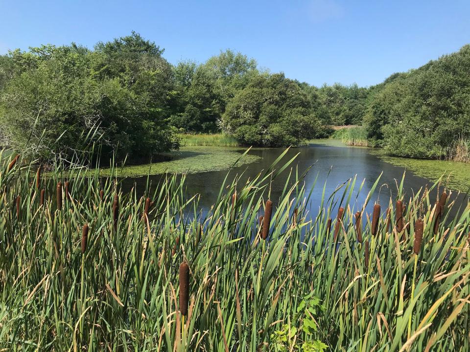 A small pond opens off Hope’s Path in the John C. Whitehead Preserve at Dundery Brook in Little Compton.