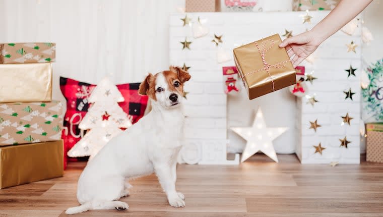 26 Amazon Prime Holiday Deals for Dog Parents to Take Advantage Of