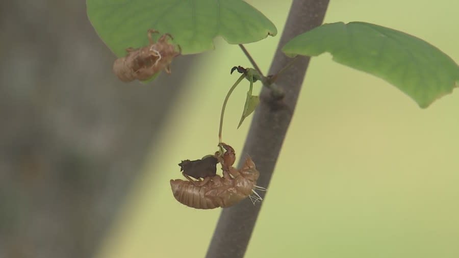 Nashville cicadas