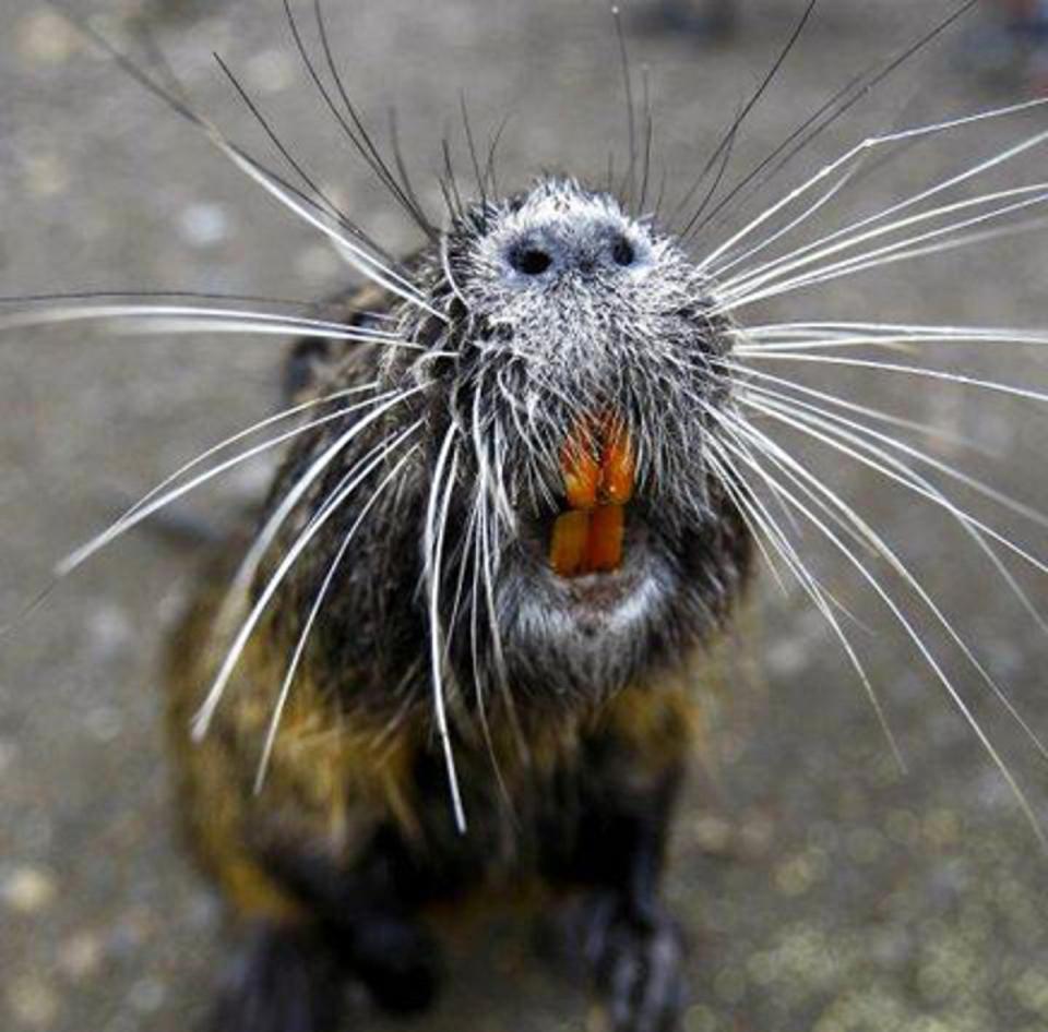 Nutria are native to South America (AP)