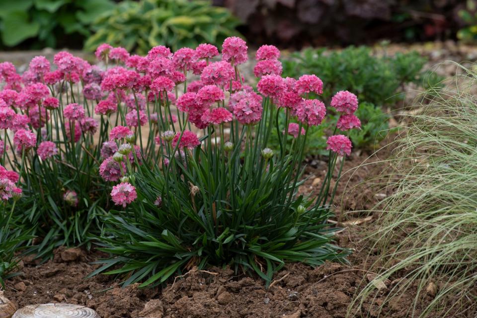 2) SECOND PLACE: Armeria pseudarmeria ‘Dreamland’ (Dreameria Series)