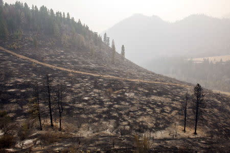 A hillside burned by the Okanogan Complex fire is pictured near Tonasket, Washington August 25, 2015. REUTERS/David Ryder