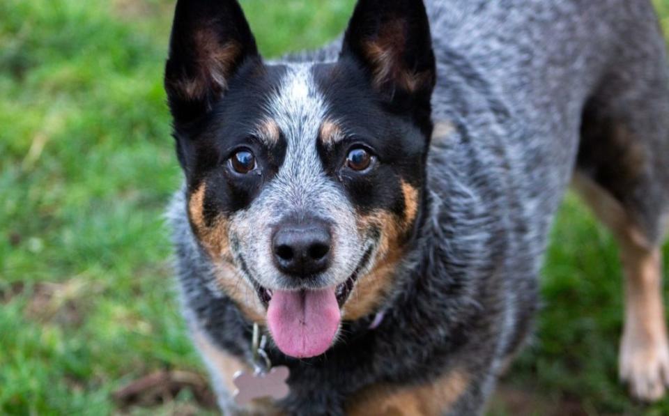 Australian Cattle Dog Cheapest Dog Breed