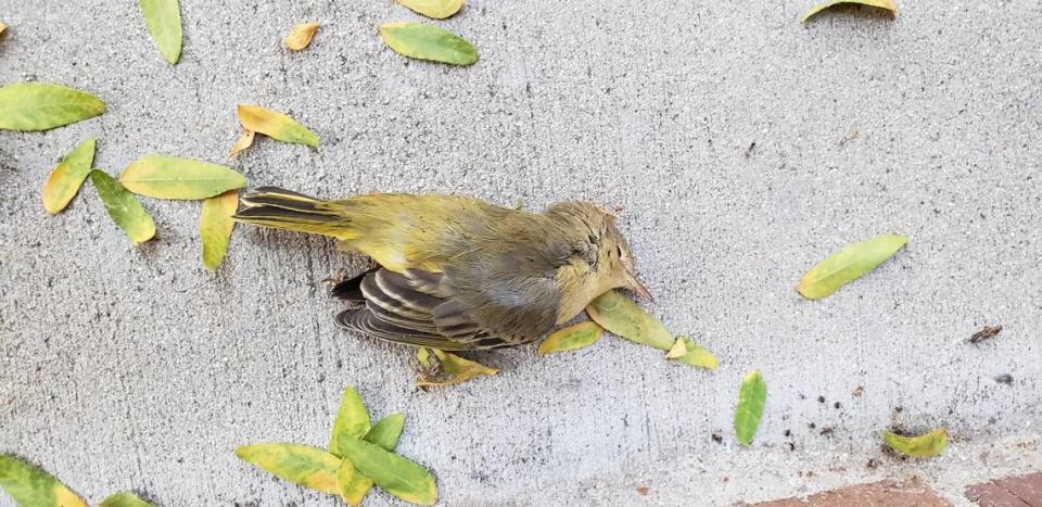 A yellow warbler collided with a window in downtown Boise in August 2021. The Golden Eagle Audubon Society tracked bird collisions and deaths in downtown Boise for 18 months in 2020 and 2021.