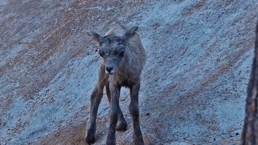 A bighorn sheep lamb is seen in an image taken from video provided by the Los Angeles Zoo via Facebook on April 18, 2024.