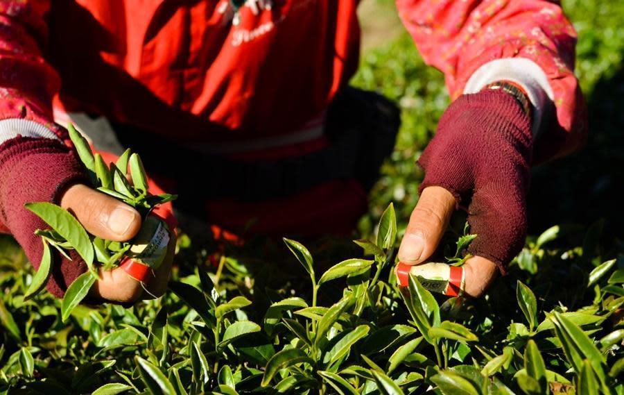 茶飲選用南投百年歷史的HGT華剛茶葉出品的高山小葉紅茶。（TOK提供）