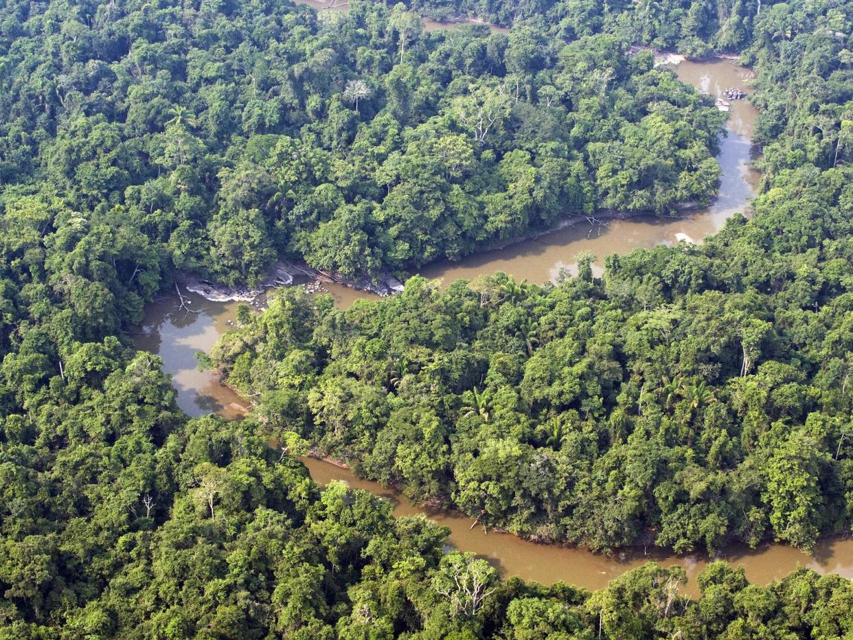 Plants and animals in the Amazon rainforest could suffer huge losses as a result of climate change: AFP/Getty Images