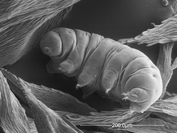 A hardy tardigrade, also known as a water bear or moss piglet. These strange micro-animals are less than half a millimeter long and live in moist environments such as moss. They're known for their incredi