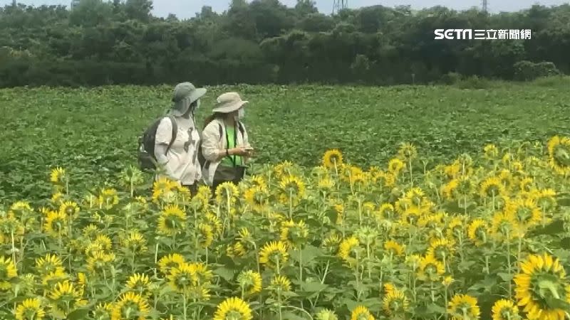 正值休耕期的地瓜田改種起向日葵，吸引許多遊客來朝聖。