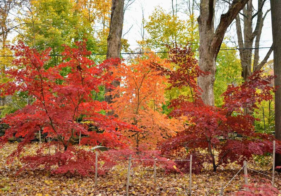 red and orange japanese maple trees