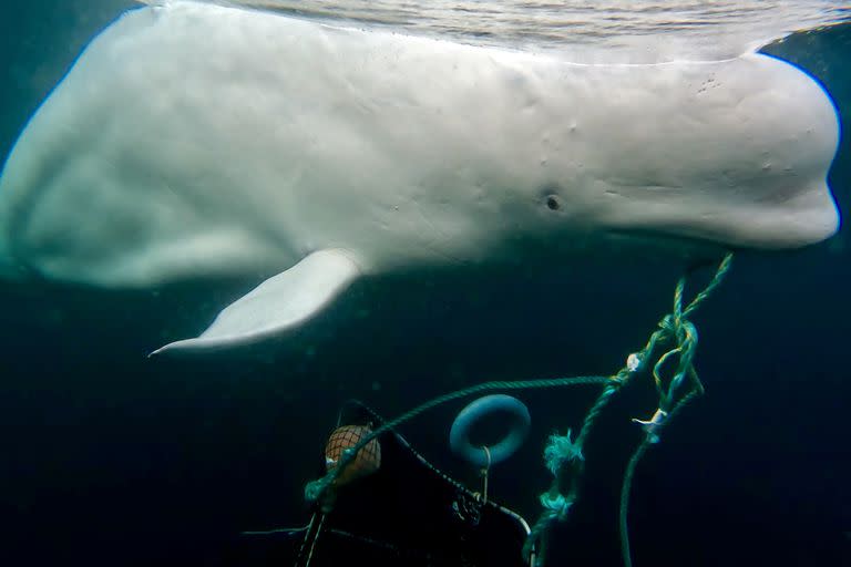 Una foto proporcionada por OneWhale muestra a Hvaldimir, una ballena beluga, en las aguas de Noruega en abril de 2023. La ballena parece atraída por los humanos, lo que lleva a los investigadores a especular que alguna vez estuvo en cautiverio