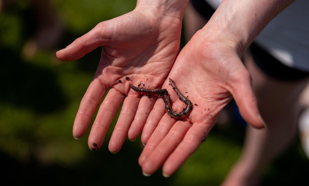 <span>Earthworm populations are thought to have declined by a third over the past 25 years.</span><span>Photograph: Jim Wileman/The Guardian</span>