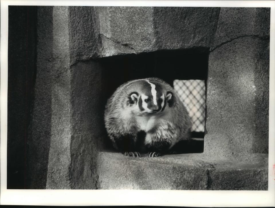 This badger made its home at the Milwaukee County Zoo in the 1990s