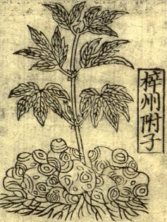 Historical illustration of a plant with leaves and large tubers