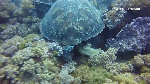 海龜吃塑膠袋也是常見的生態汙染危機。