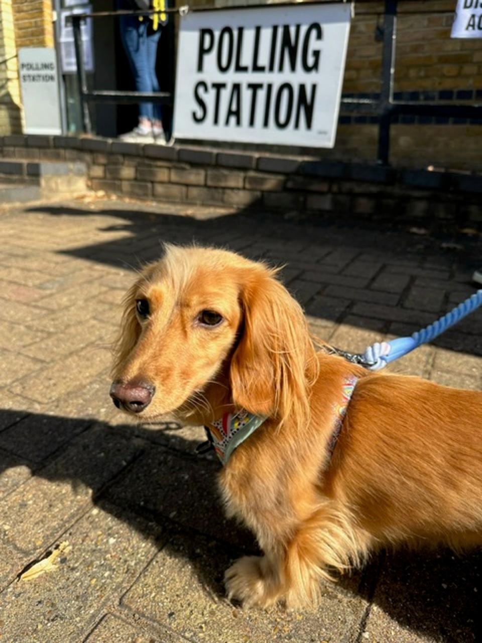 Maple the Dachshund at the polling station this morning (April Atkin / submitted)