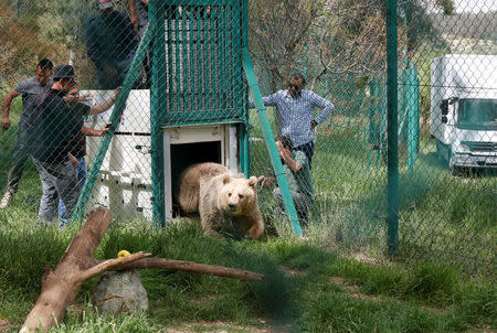 Lola the bear, one of two surviving animals in Mosul's zoo, along with Simba the lion, is seen at an enclosure in the shelter after arriving to an animal rehabilitation shelter in Jordan, April 11, 2017. Picture taken April 11, 2017. REUTERS/Muhammad Hamed