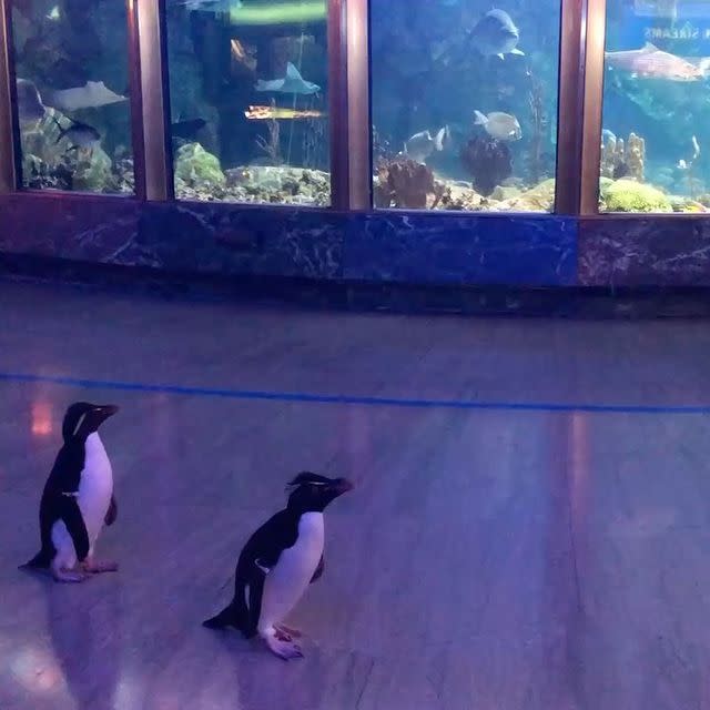 66) Free Roaming For Penguins - March 2020