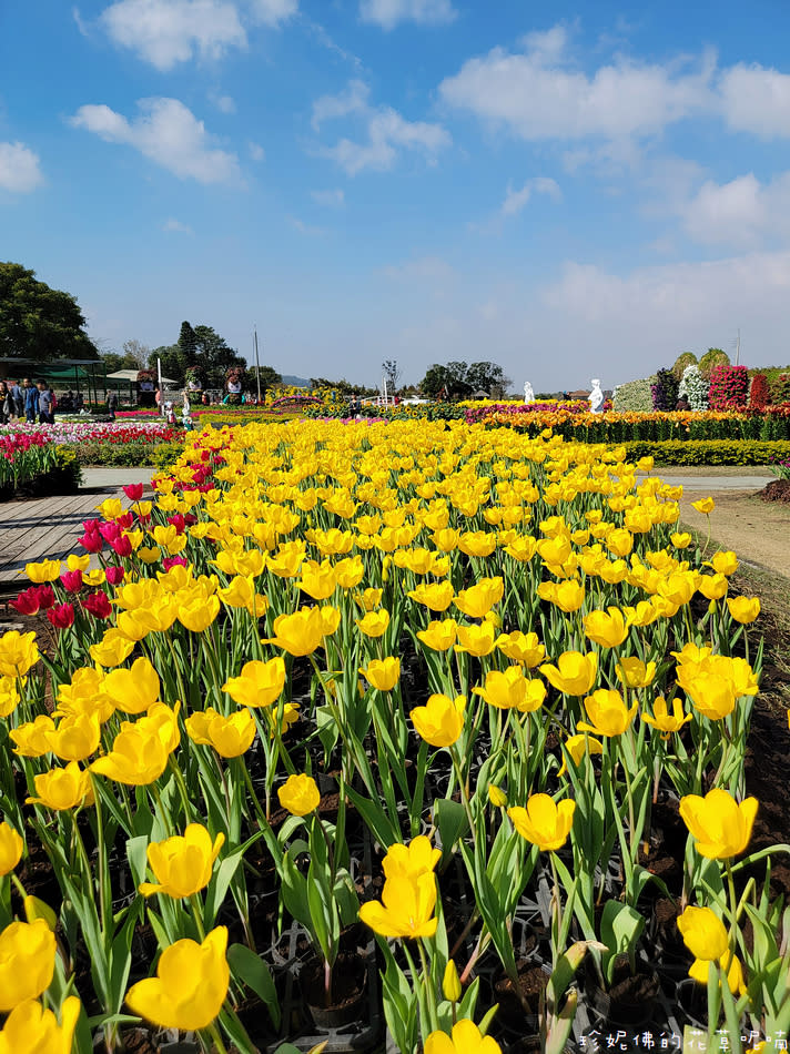 台中后里｜中社觀光花市