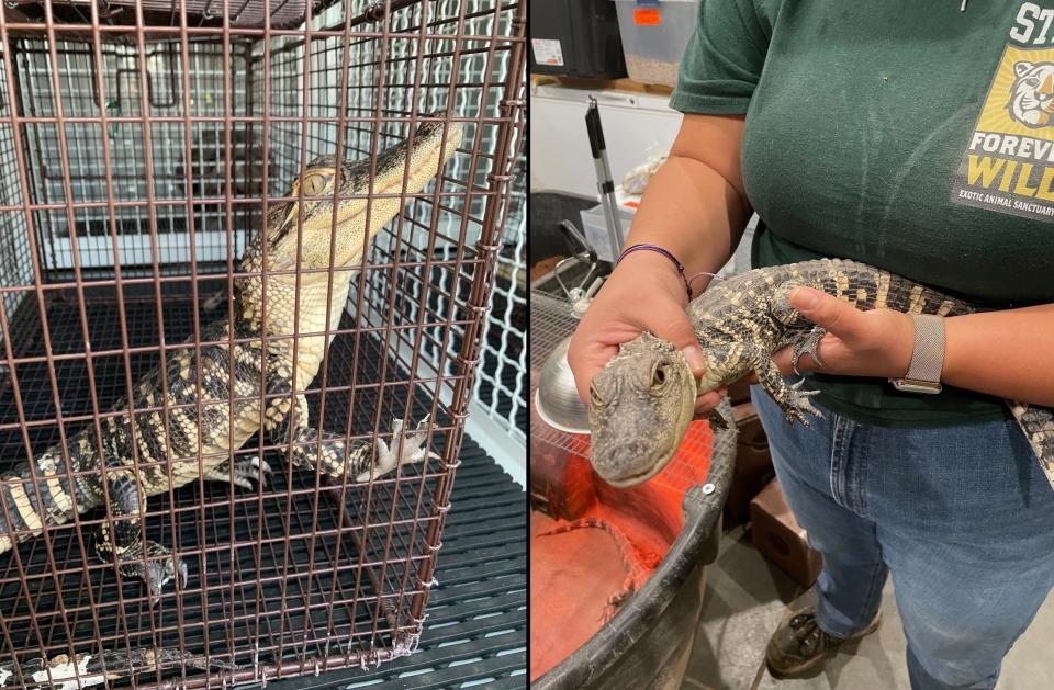 Two alligators are enjoying life at Forever Wild Exotic Animal Sanctuary in Phelan after police found the juvenile reptiles while investigating squatters in one San Bernardino neighborhood.