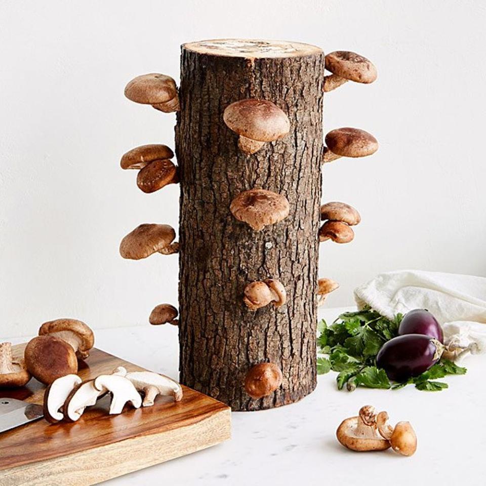 <p><a href="https://go.redirectingat.com?id=74968X1596630&url=https%3A%2F%2Fwww.uncommongoods.com%2Fproduct%2Fshiitake-mushroom-log-kit&sref=https%3A%2F%2Fwww.goodhousekeeping.com%2Fholidays%2Fgift-ideas%2Fg29198638%2Fbest-gifts-for-brothers%2F" rel="nofollow noopener" target="_blank" data-ylk="slk:Shop Now;elm:context_link;itc:0;sec:content-canvas" class="link ">Shop Now</a></p><p>Shiitake Mushroom Log Kit</p><p>uncommongoods.com</p><p>$30.00</p><span class="copyright">Uncommon Goods</span>