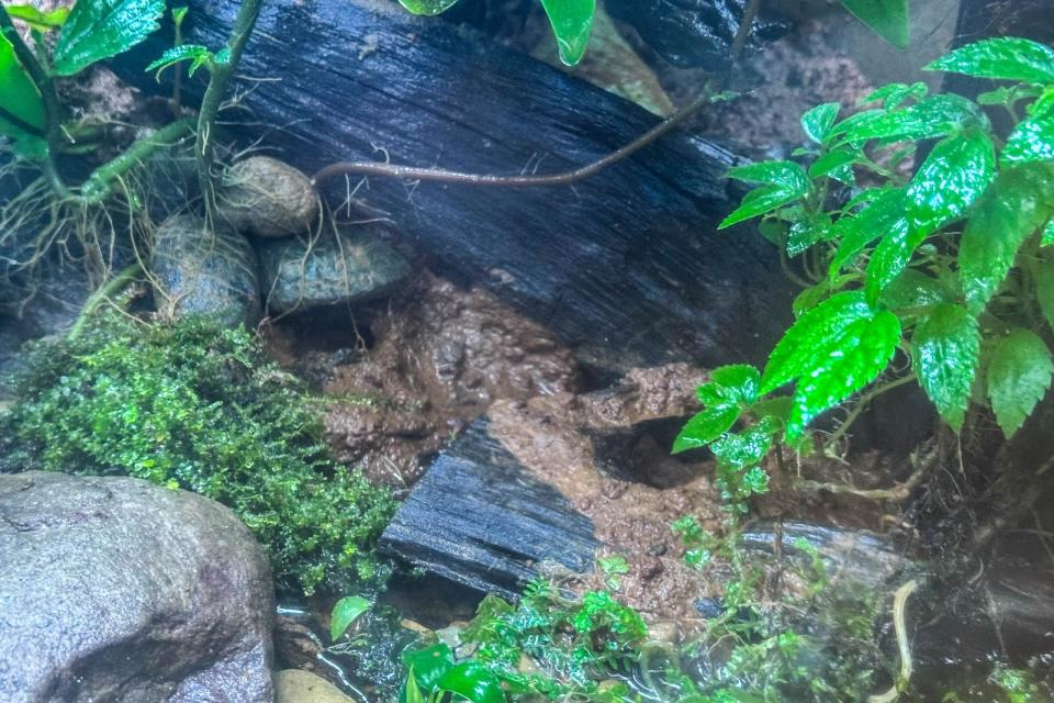 豎琴蛙在北市動物園兩棲爬蟲館內的台灣兩棲動物區可以看到。台北市立動物園提供