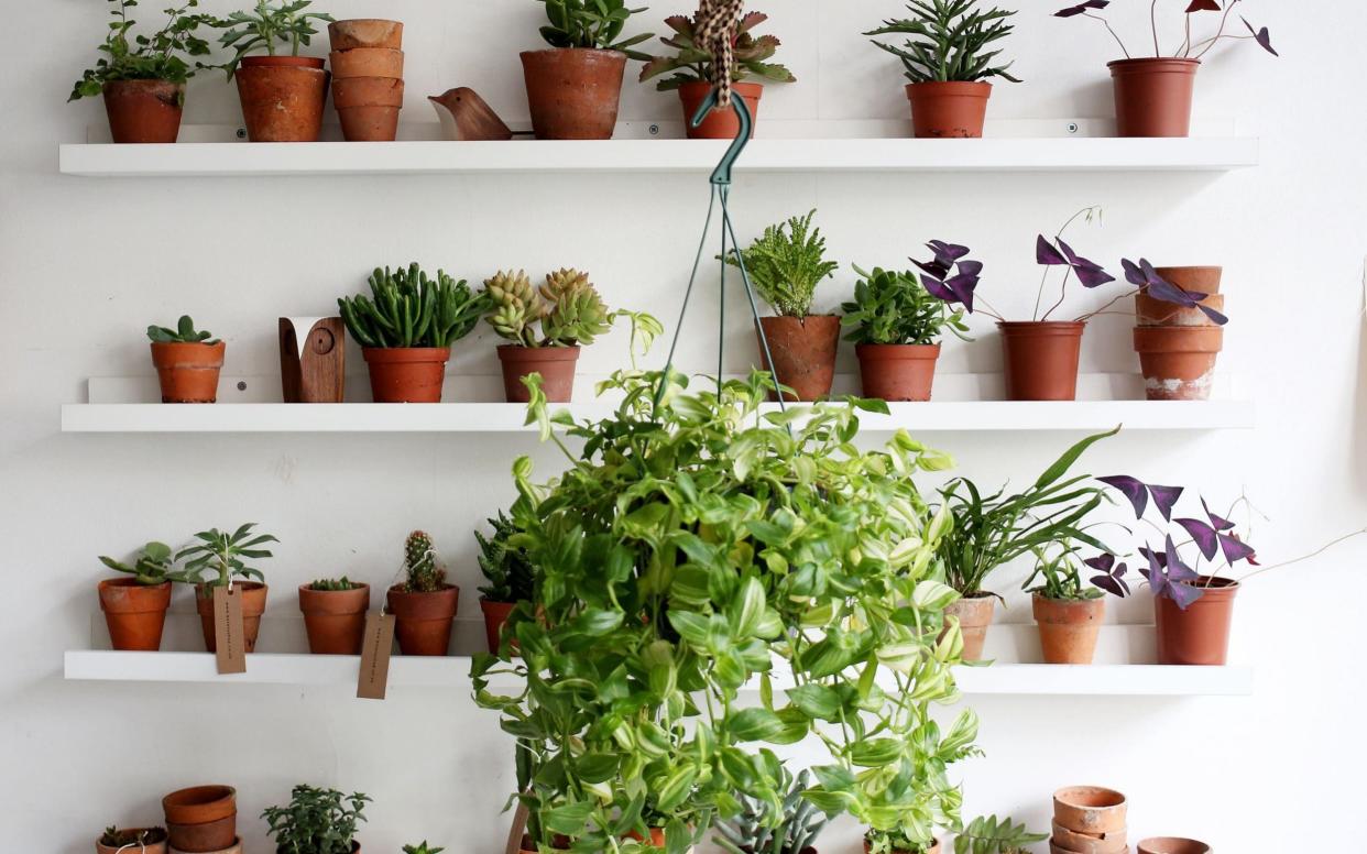 Small houseplants for sale in Botany, Hackney, east London - Clara Molden