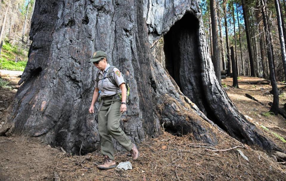 Dr. Christy Brigham, chief of resources management and science for Kings Canyon and Sequoia National Parks, walks by a pair of burnt giant sequoia trees during a tour of the Redwood Mountain Grove area of Kings Canyon National Park on Thursday, Aug. 24, 2023. The trees were charred by the 2021 KNP Complex Fire but were outside of the 400-acre high-intensity fire area are likely to survive.