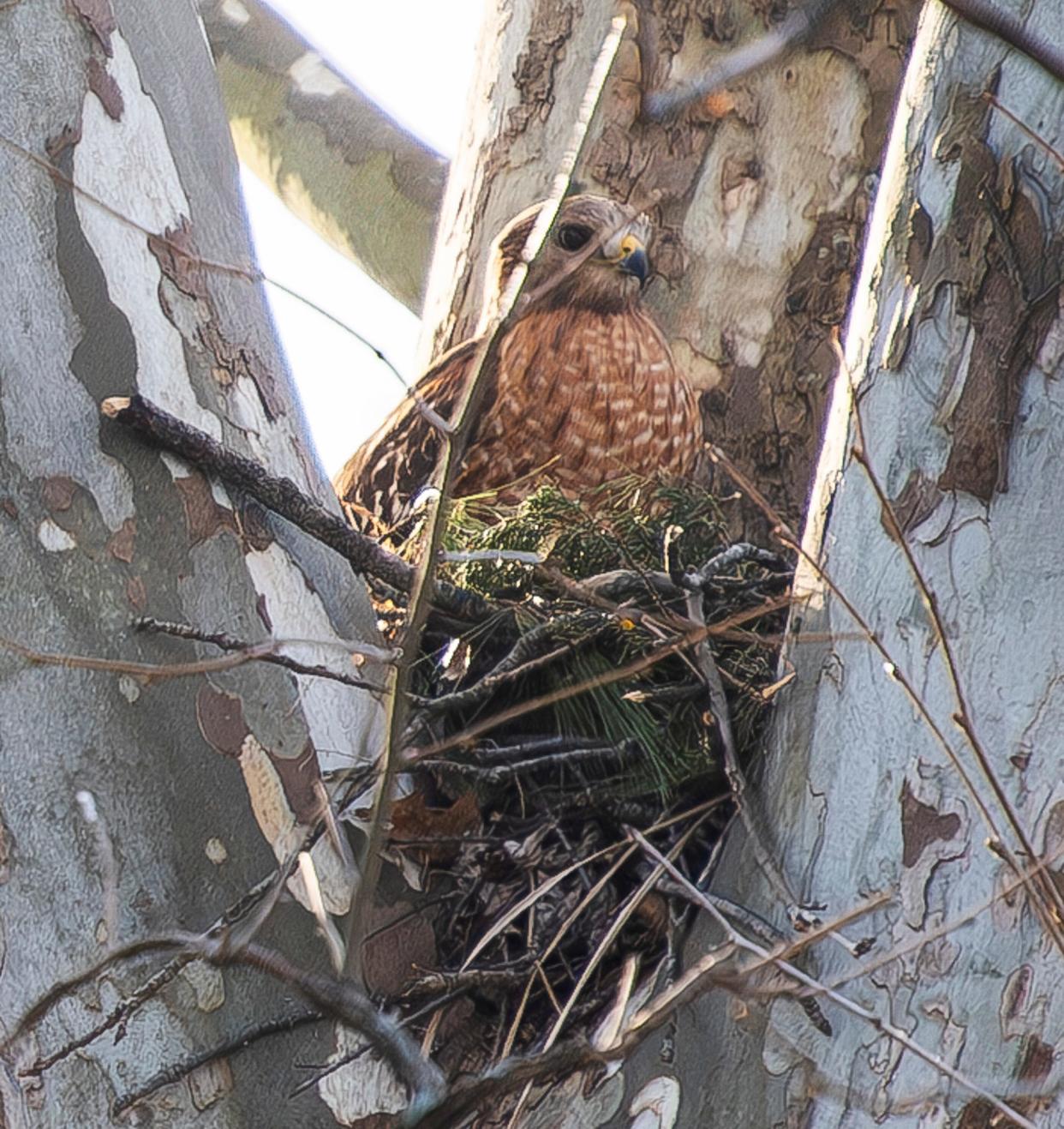 A red-shouldered hawk sits in its nest behind Angela Conner's house in Ellettsville on Wednesday, March 13, 2024.