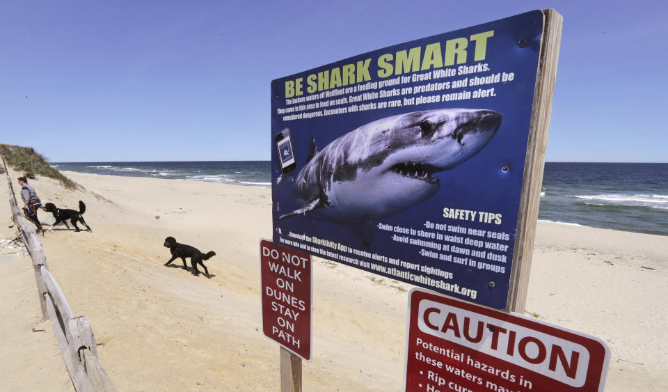 FILE - In this May, 22, 2019, file photo, a woman walks with her dogs at Newcomb Hollow Beach, where a boogie boarder was bitten by a shark in 2018 and later died of his injuries, in Wellfleet, Mass. Researchers on Cape Cod are launching a new study focused on the hunting and feeding habits of the region's great white sharks following two attacks on humans in 2018, including the state's first fatal one in more than 80 years. (AP Photo/Charles Krupa, File)