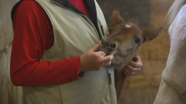 Orphaned P.E.I. foal saved by another mare's milk