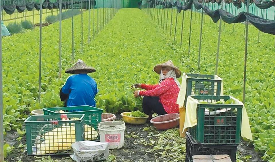 雲林縣是全台最重要蔬菜產地，農民遵守安全用藥方式耕種，但新住民就不一定。（周麗蘭攝）