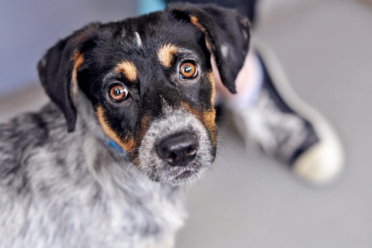 dog looking at camera; probiotics for dogs