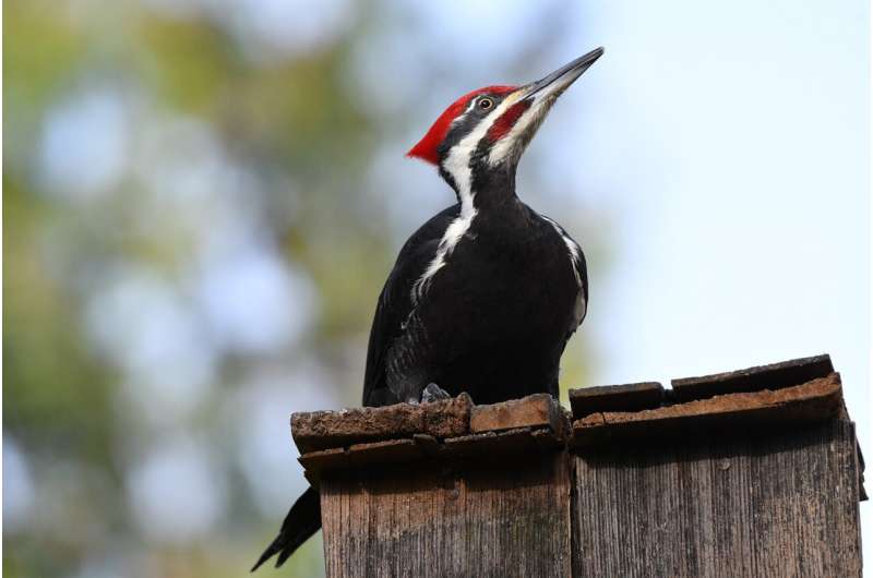 <div class="inline-image__caption"><p>The ivory-billed woodpecker officially went extinct this year.</p></div> <div class="inline-image__credit">Pixabay</div>