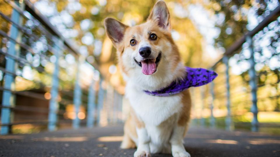 2. Pembroke Welsh Corgi