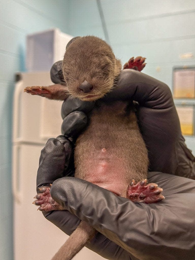 Otter pups at the Potter Park Zoo in Lansing, Michigan.