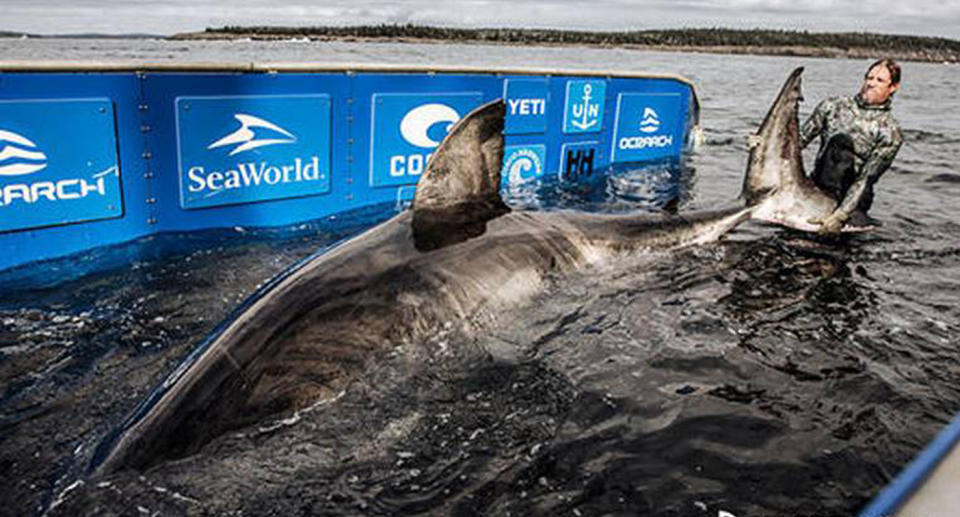 A great white shark measuring about 5.24 metres was caught in eastern Canada.